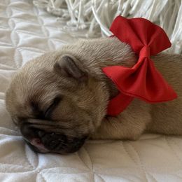 French Bulldog Puppies from Forever Friendchies