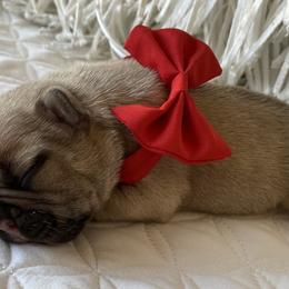 French Bulldog Puppies from Forever Friendchies