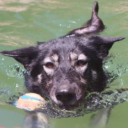 Alaskan Huskies from Sage Mountain Sled Dogs