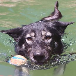 Alaskan Huskies from Sage Mountain Sled Dogs