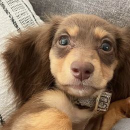 Dachshunds and Goldendoodles from Redlands Farm