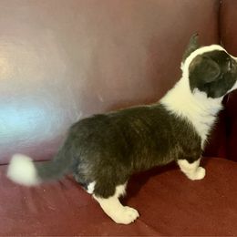 Brindle boy 1 - Brindle and white male Cardigan Welsh Corgi puppy in Clinton, Tennessee from High Hopes Farm