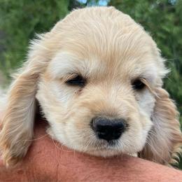 Boy 2 - Buff male Cocker Spaniel puppy in Trinidad, Colorado from Sweet Cockers
