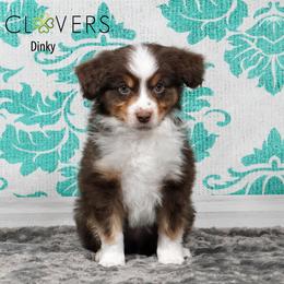 Dinky - Red tri-color male Miniature American Shepherd puppy in Carlisle, Pennsylvania from 4 Clovers Kennel