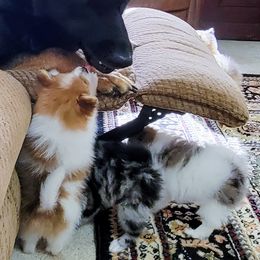 Pomeranian Puppies from Pawsome Poms