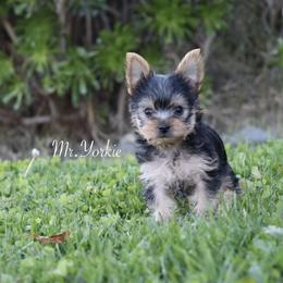 Yorkshire Terrier Puppies from Mr.Yorkie
