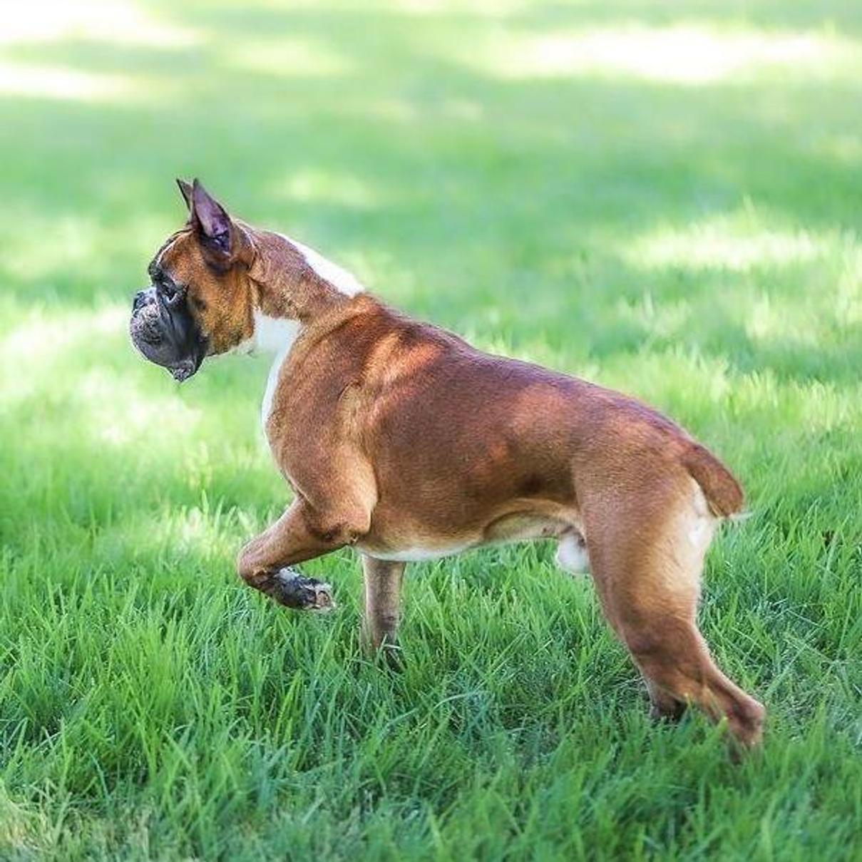 Boxer Dog Breed Profile: Temperament Characteristics | Good Dog