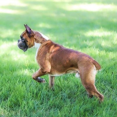 Fawn Boxer standing in the grass, leg pointed at something in the distance