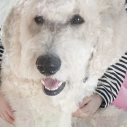 Poodles from Donna Shelby