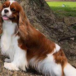 Freddie - Cavalier King Charles Spaniel