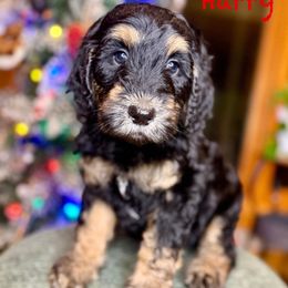 Harry - Phantom male Bernedoodle puppy in Midland, Michigan from Northern Charm Farm