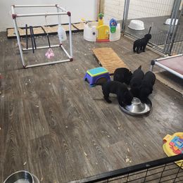 Labrador Retriever Puppies from Seahawk Labradors