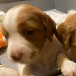 Girl 6 - Orange and white Brittany puppy in Port Orchard, Washington from Tullyvar Farm