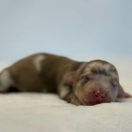 Rider (The fool) - Dapple male Dachshund puppy in Sacramento, California from HEFFERNAN HOUNDS