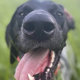 German Shorthaired Pointers from Field and Forest
