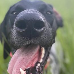 German Shorthaired Pointers from Field and Forest