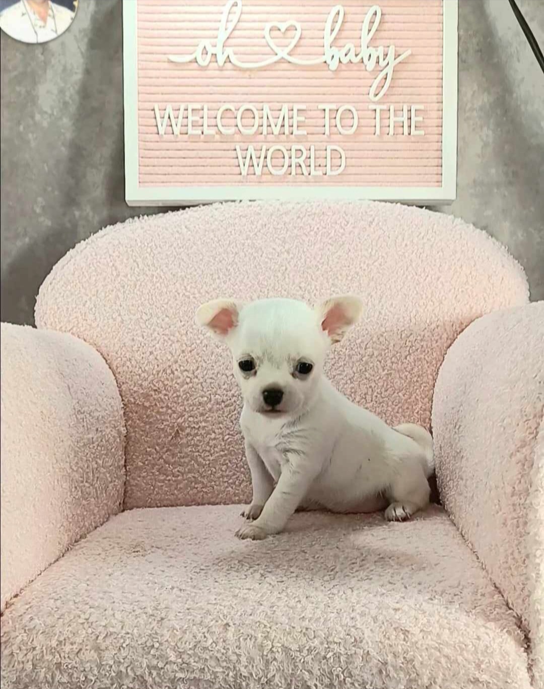 Pearl - White Chihuahua puppy in Redding, California from Akc ivy league chihuahua .  Com
