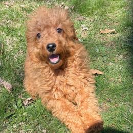 Jax - Apricot male Goldendoodle puppy in Centralia, Missouri from Oodles Of Doodles Mo.