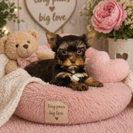 Celebrity - Chocolate and tan female Yorkshire Terrier puppy in Polk City, Florida from Yorkies by Casey