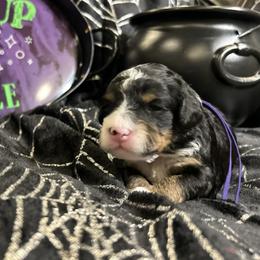 Winnifred - Tri-color female Bernedoodle puppy in Lone Jack, Missouri from Elite Bernedoodle Besties LLC