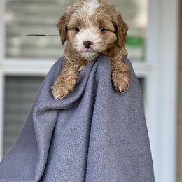 Cockapoo Puppies from East St. Poodles & Doodles