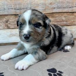 Wren - Blue merle female Miniature Australian Shepherd puppy in Midway, Texas from L Bar W Aussie Ranch
