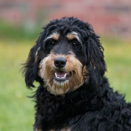 Chaca - Bernedoodle