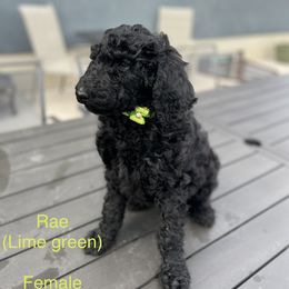 Rae - Black Poodle puppy in Riverton, Utah from Stormy Skye Poodles