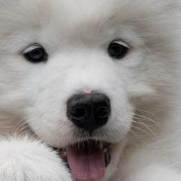 Samoyeds from Debra Ellis-Majcen