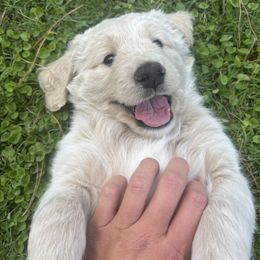 Charlie - Cream male Goldendoodle puppy in Scottsdale, Arizona from Daniel’s Doodles