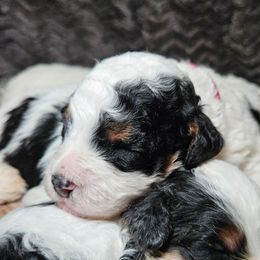 Nutmeg - Black and white female Bernedoodle puppy in Granton, Wisconsin from Rose River Farms