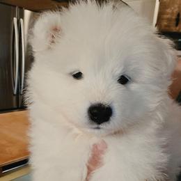 ORANGE - White male Samoyed puppy in San Antonio, Texas from Hill Country Samoyeds