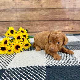 Malia - Red female Cockapoo puppy in Beresford, South Dakota from DAKOTA DOOD RANCH