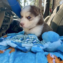 Ruby - Red and white female Siberian Husky puppy in Diamond Lake, Washington from Husky Haven WA