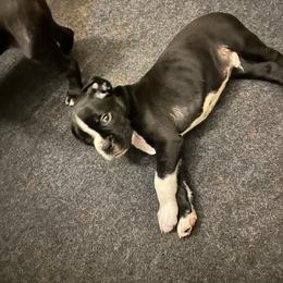 Boy 2 - White male Boxer puppy in Lakeland, Florida from Cote's Boxers