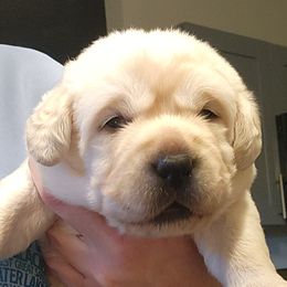 Cruise - Yellow male Labrador Retriever puppy in Braselton, Georgia from Bel Amour