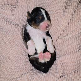 Poblano - Tri-color male Bernedoodle puppy in Grove, Oklahoma from Grand Lake Poodles & Doodles