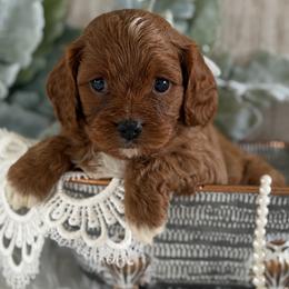 Haven - Red female Cavapoo puppy in Lagrange, Indiana from Heavn Sent Acres