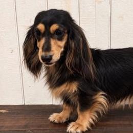 Dachshunds from Dover Farms Miniature Dachshunds