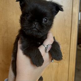 Brussels Griffon Puppies from Butler Brussels Griffon