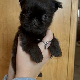 Brussels Griffon Puppies from Butler Brussels Griffon