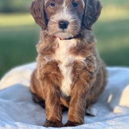 Nathan - Red  male Goldendoodle puppy in Murfreesboro, Tennessee from Cherry Lane Farm Doodles