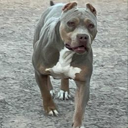 Check - American Bully