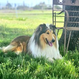 Turner - Collie