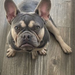 Scarlett - Blue female French Bulldog puppy in Moorefield, West Virginia from Absolutely Boston Terriers and French Bulldogs