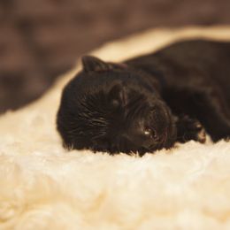 German Shepherd and Miniature American Shepherd Puppies from Sonnenhügel Shepherds