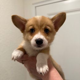 Purple - Red female Pembroke Welsh Corgi puppy in Spring Hill, Florida from Chaotic Canines