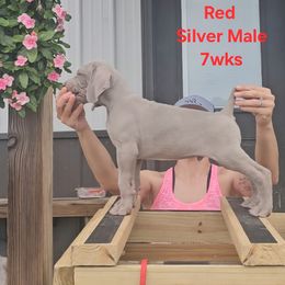 Weimaraner Puppies from So-IN Weimaraner's