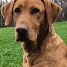 Lady - Labrador Retriever