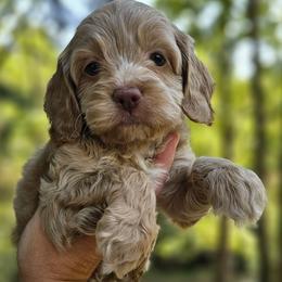 Black Male - Buff and white male Cockapoo puppy in Mocksville, North Carolina from Hunting Creek Kennels & Farm
